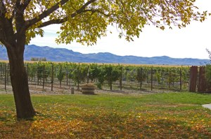 Churchill-vineyards-fallon