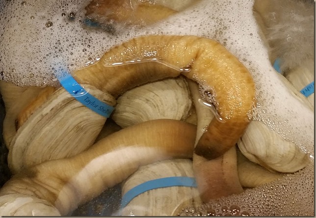 geoduck